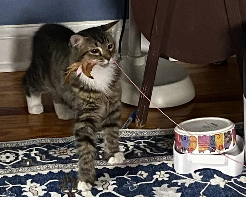 Tippy and Sauerkraut thumbnail 4