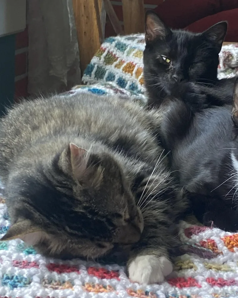 Tippy and Sauerkraut thumbnail 5
