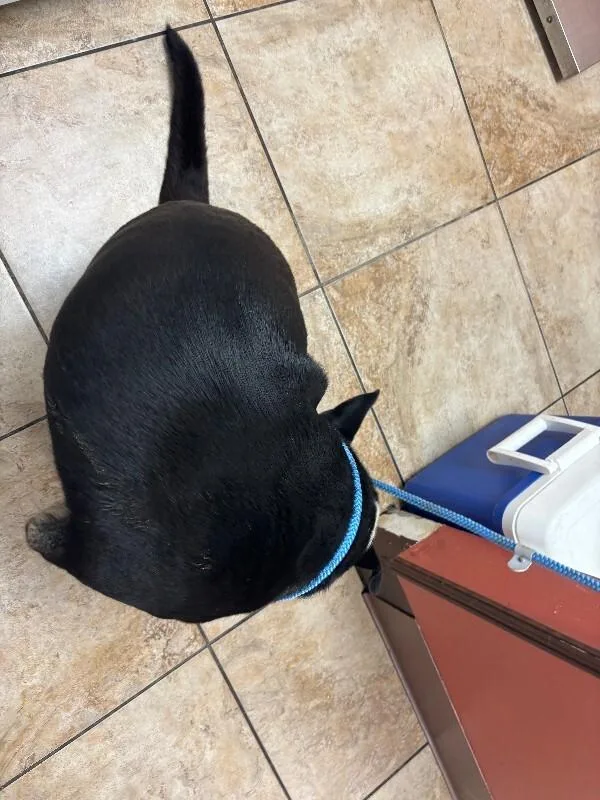 An adult large-sized male Black Mixed Breed dog named Brody for adoption in Cincinnati, OH