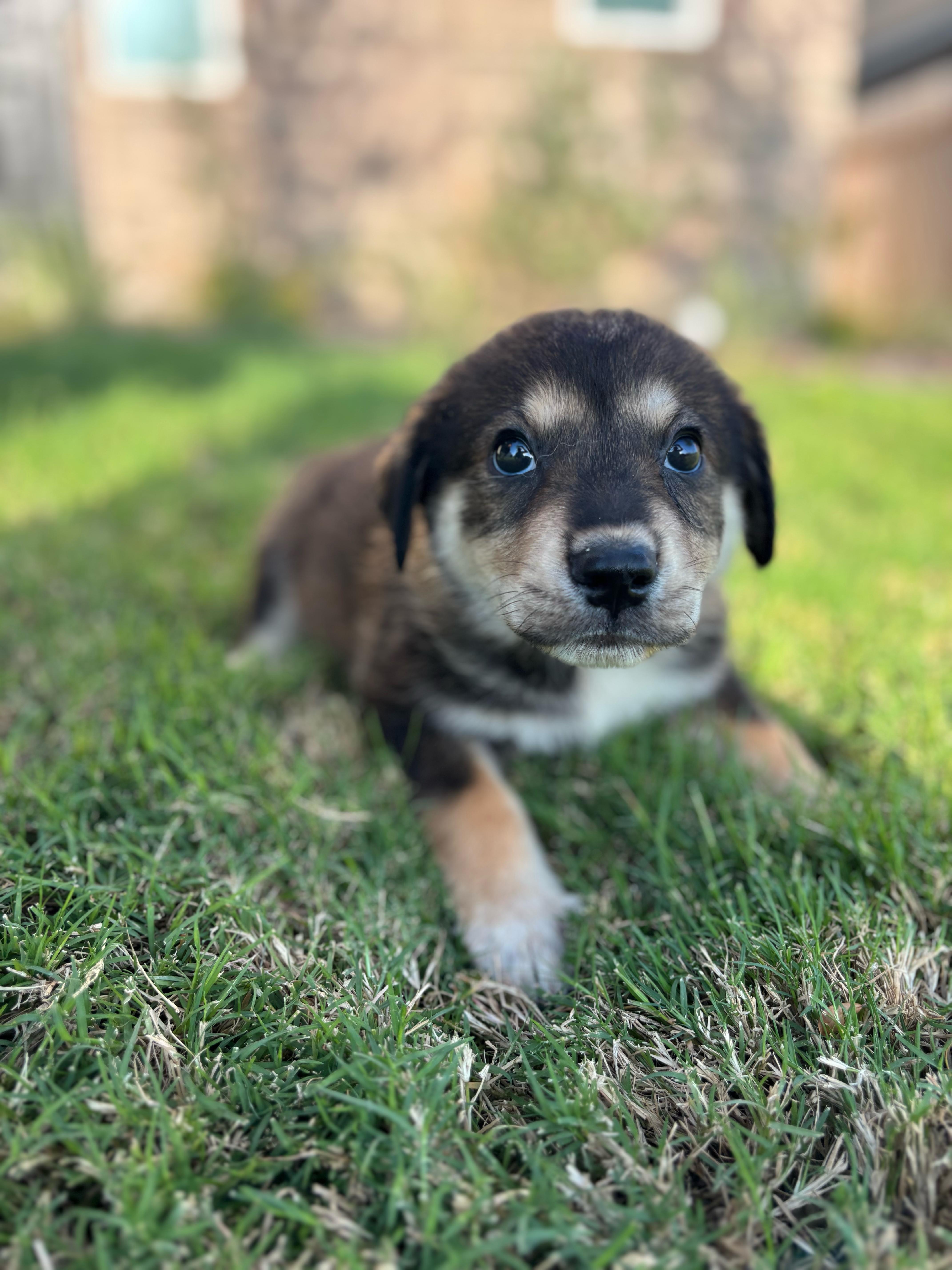 A baby medium-sized male Cattle Dog dog named Soloman for adoption in Pflugerville, TX