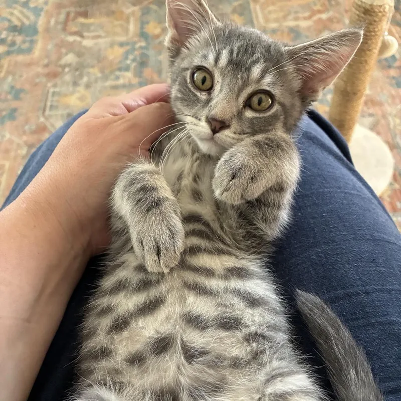 Bosco