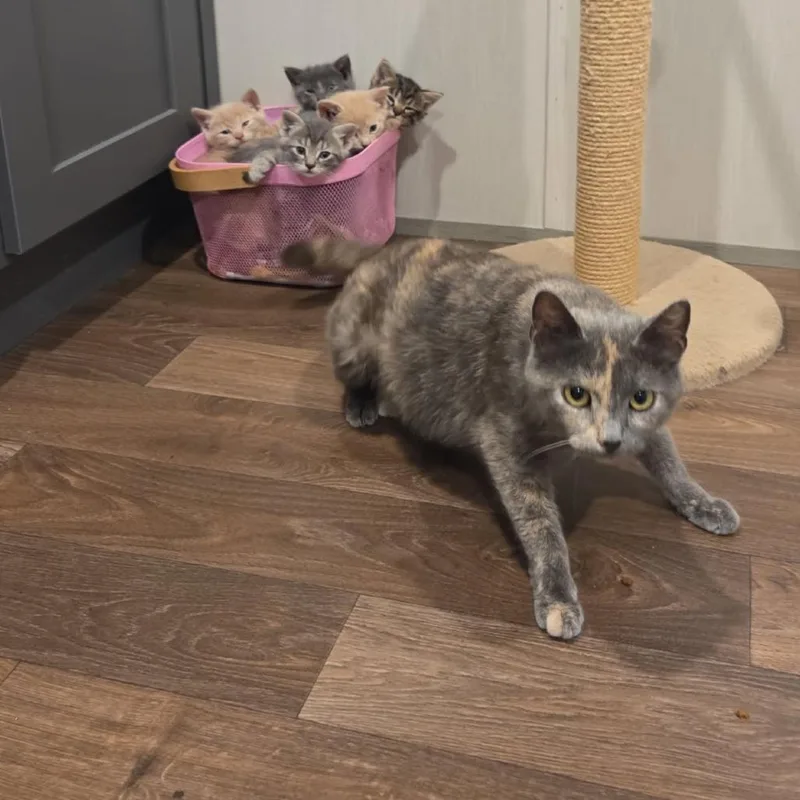 Pepper thumbnail 2