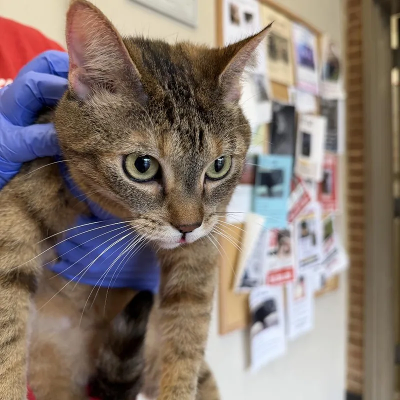 An adult medium-sized female Brown / Chocolate Domestic Short Hair cat named Corrine for adoption in Birmingham, AL
