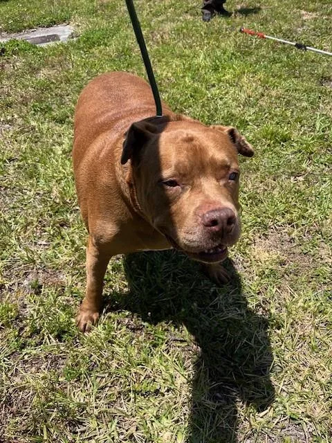 An adult extra large-sized male Pit Bull Terrier dog named Tank for adoption in Miami, FL