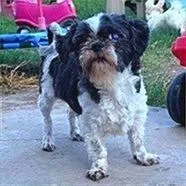 An adult small-sized female White / Cream Shih Tzu dog named Gabriella for adoption in Houston, TX
