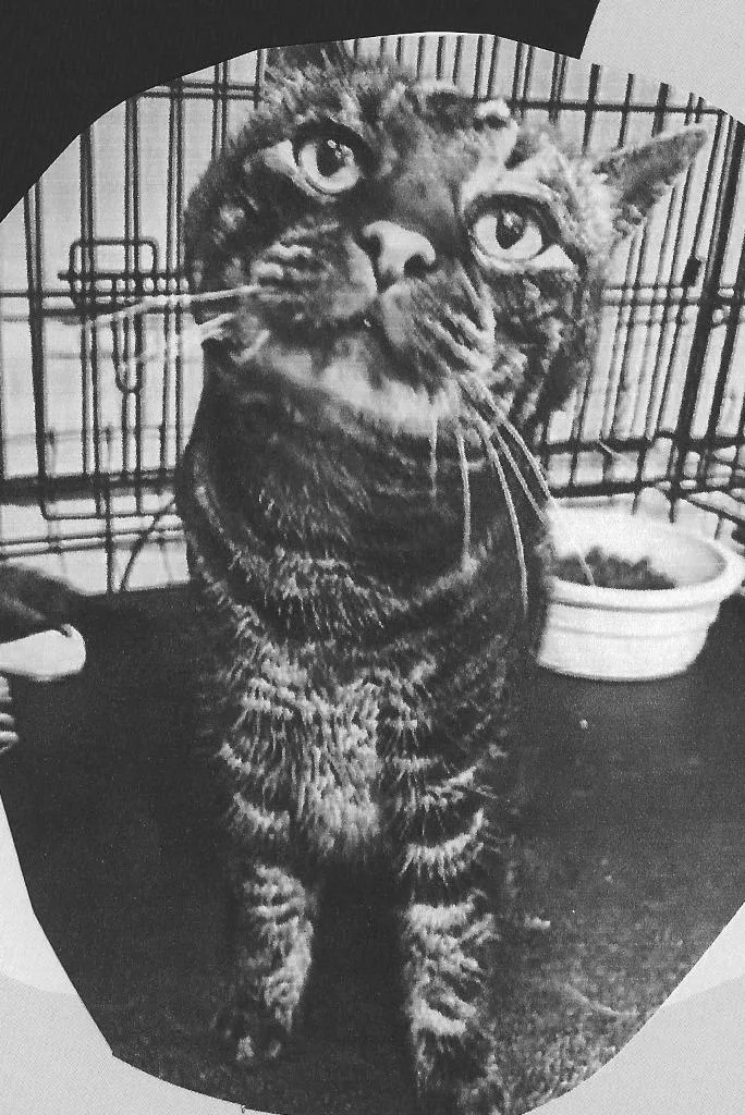 A senior medium-sized female Domestic Short Hair cat named Zelda for adoption in Pittsboro, NC