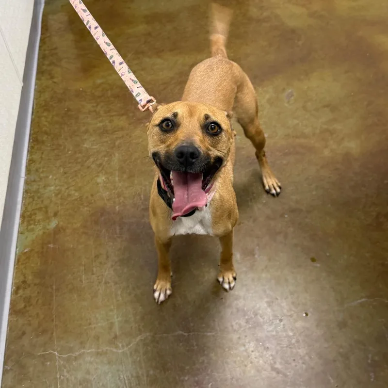 An adult medium-sized female Yellow / Tan / Blond / Fawn Pit Bull Terrier dog named Twix for adoption in Albuquerque, NM