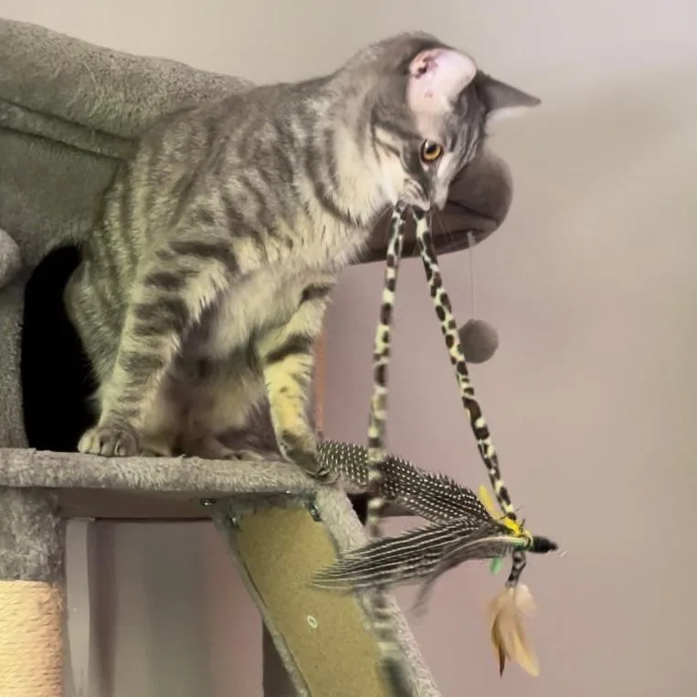 A young small-sized male Gray / Blue / Silver Domestic Short Hair cat named William Bonded to for adoption in Middleton, WI