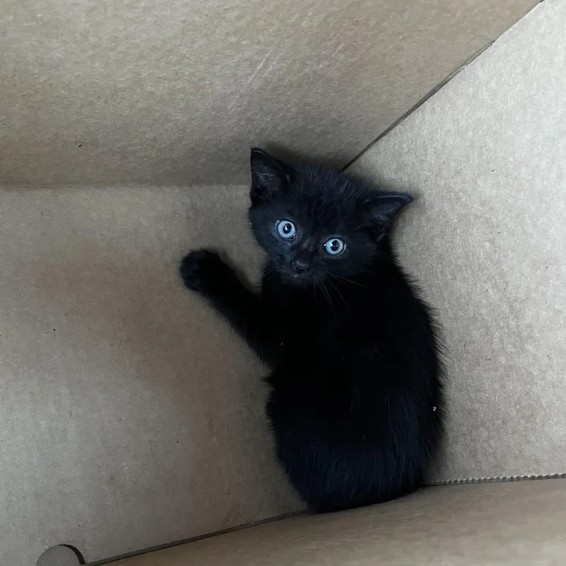 A baby small-sized female Domestic Medium Hair cat named Nuggie for adoption in Los Angeles, CA