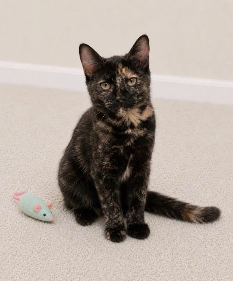 Stella