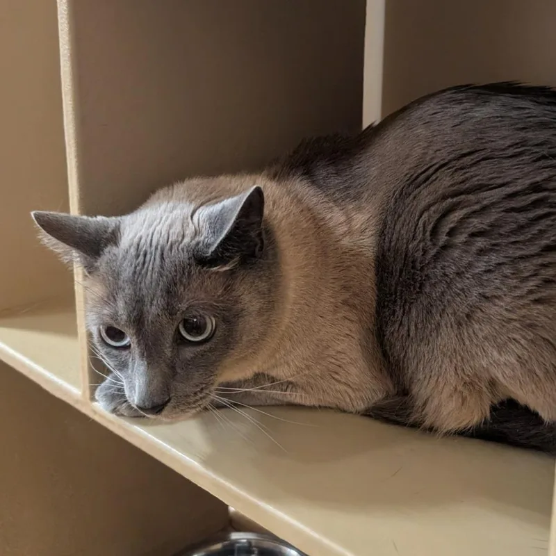 An adult small-sized male Lilac Point Siamese cat named Ziggy for adoption in Bulverde, TX