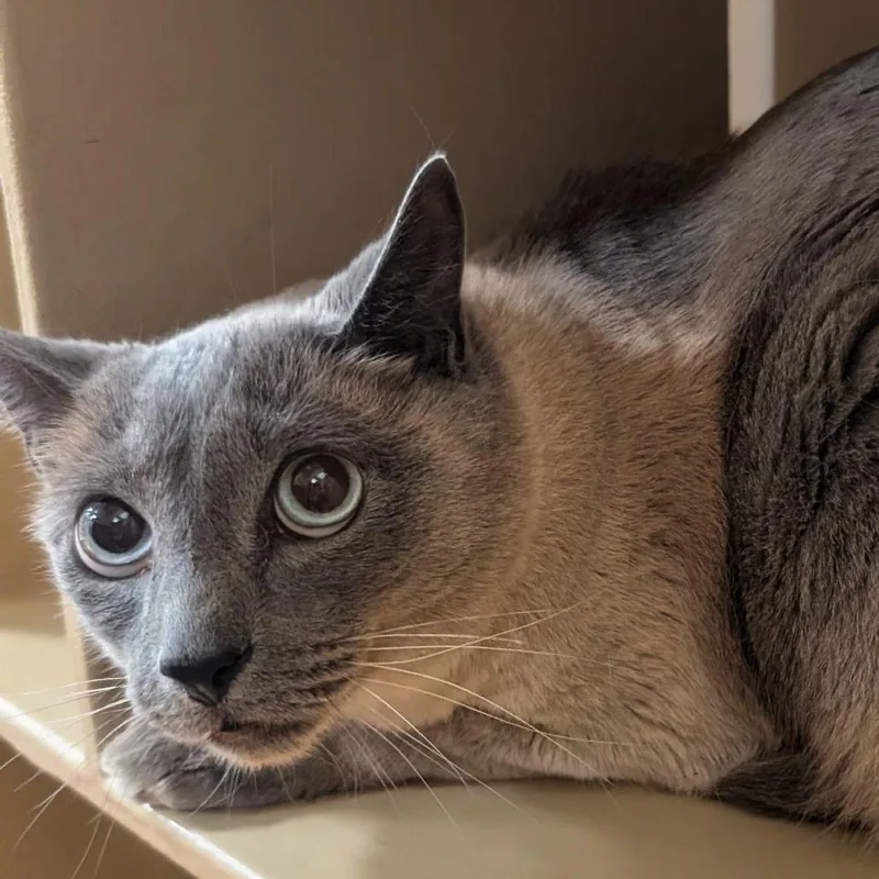 Ziggy thumbnail 4
