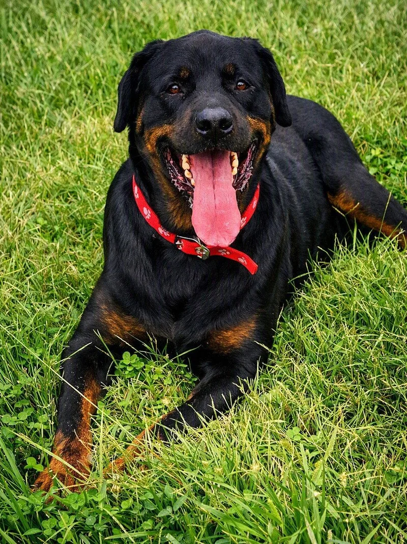 An adult large-sized male Rottweiler dog named Duncan for adoption in Kansas City, MO