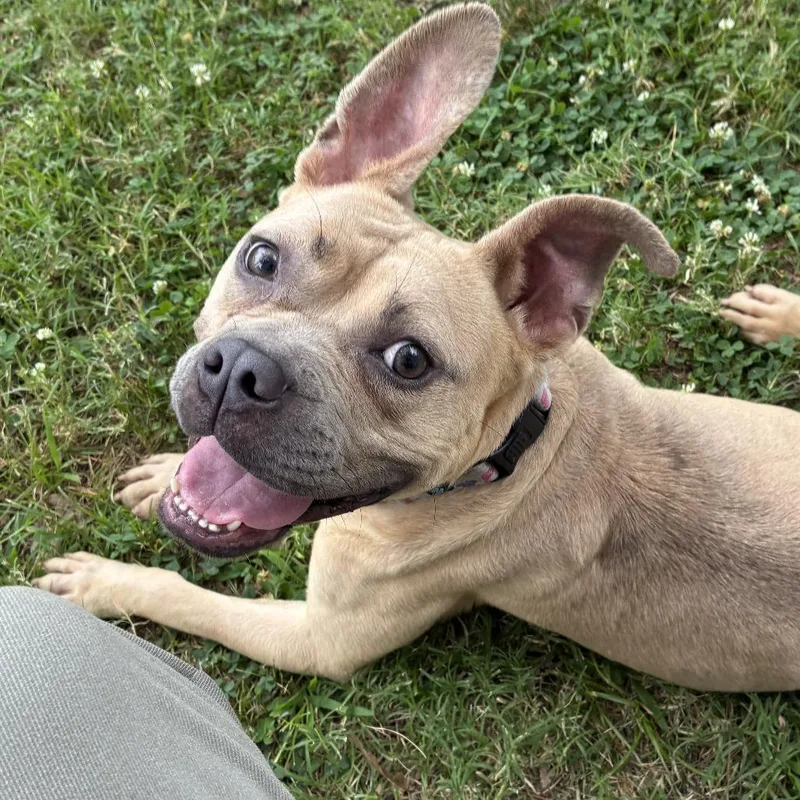 An adult medium-sized female Yellow / Tan / Blond / Fawn Pit Bull Terrier dog named Cassiopeia for adoption in Little Rock, AR