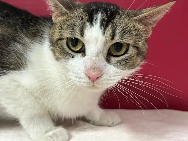 A young medium-sized female Gray & White Domestic Short Hair cat named Sunscreen for adoption in Hawk Point, MO