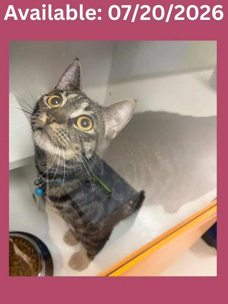 A young large-sized female Domestic Short Hair cat named Cat Condo   for adoption in Greenville, TX