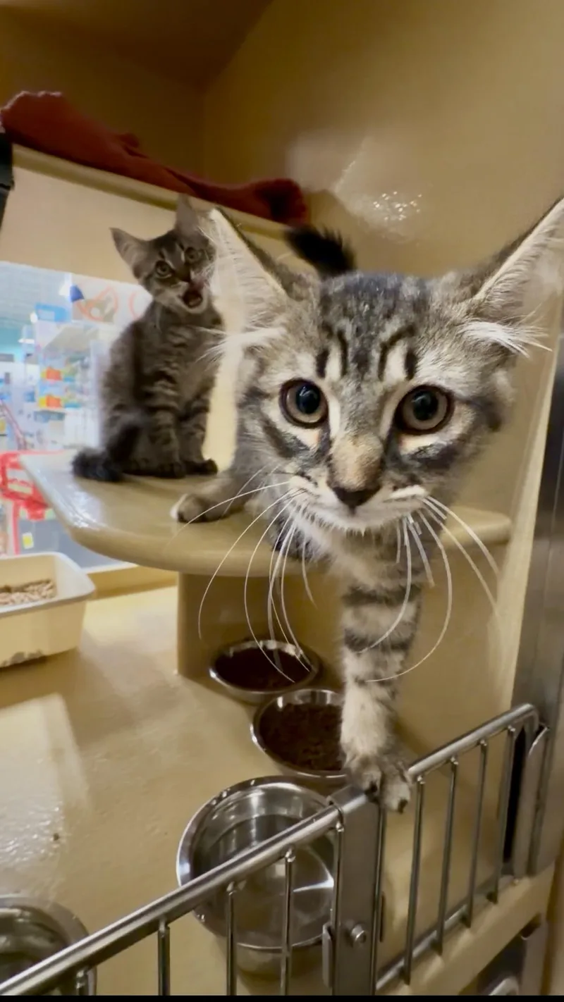 A baby small-sized male Domestic Long Hair cat named Flynn & Quinn for adoption in Worcester, MA