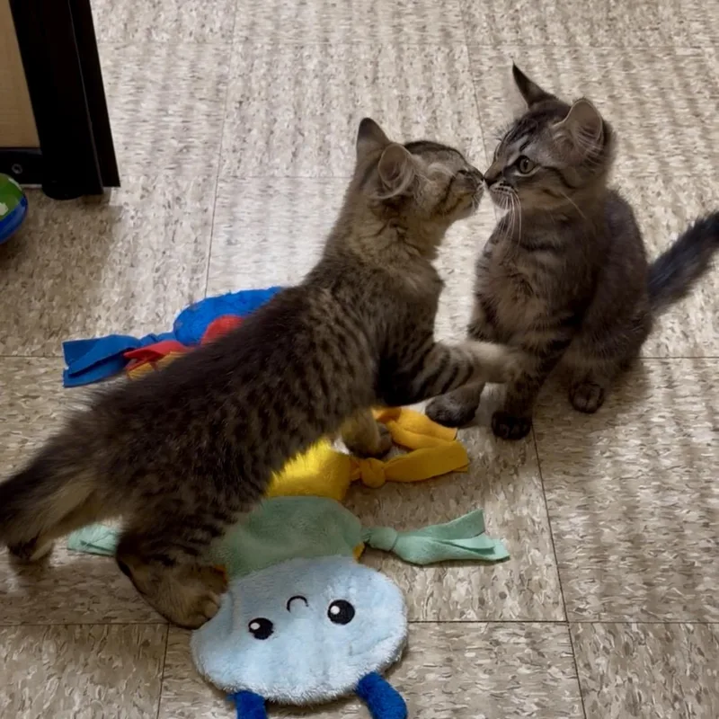 Flynn & Quinn thumbnail 2
