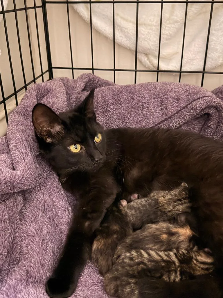 A young medium-sized female Domestic Short Hair cat named Dolce Dahlia for adoption in Newnan, GA