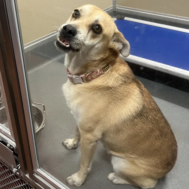 An adult medium-sized female Apricot / Beige Mixed Breed dog named Ronda for adoption in Las Cruces, NM