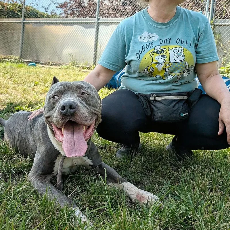 An adult medium-sized male Gray / Blue / Silver Pit Bull Terrier dog named Noah ~ Coming Soon!!! for adoption in Chicago, IL