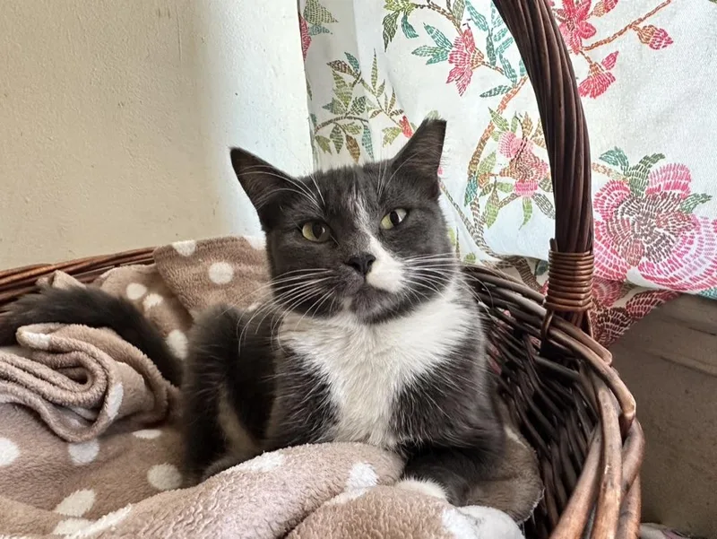A young medium-sized female Gray & White Domestic Short Hair cat named Azalea for adoption in Inglewood, CA