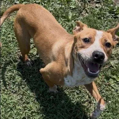 An adult medium-sized male Cattle Dog dog named Mozingo for adoption in Minneapolis, MN