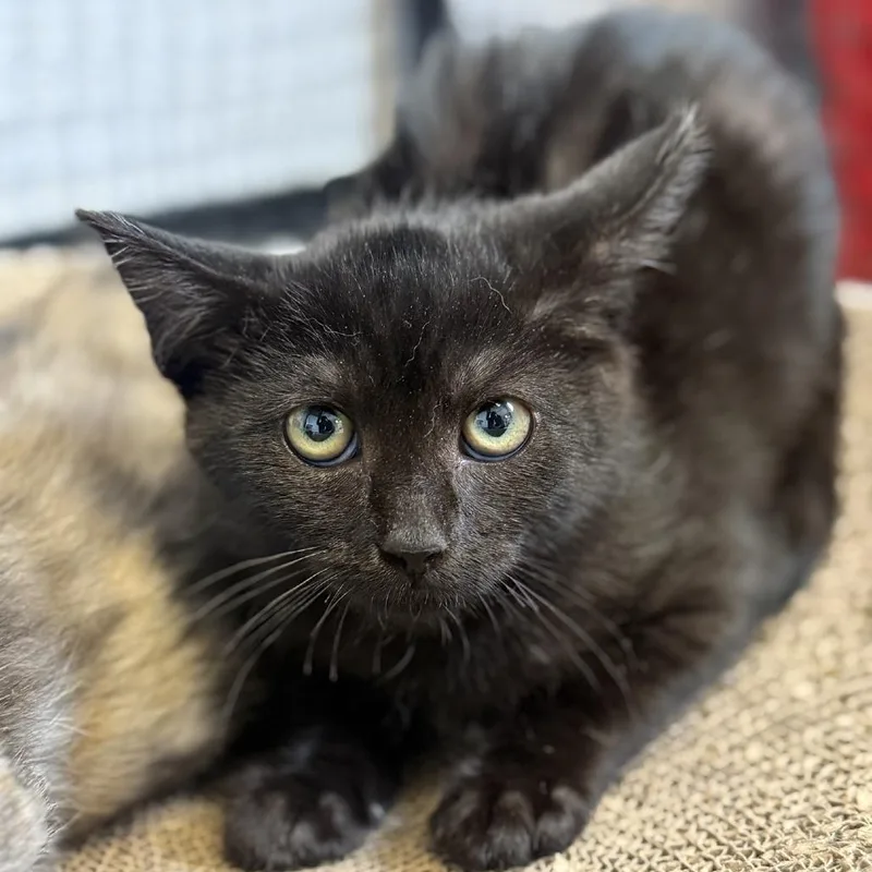 A baby small-sized male Black Domestic Short Hair cat named Scratch for adoption in Ridgely, MD