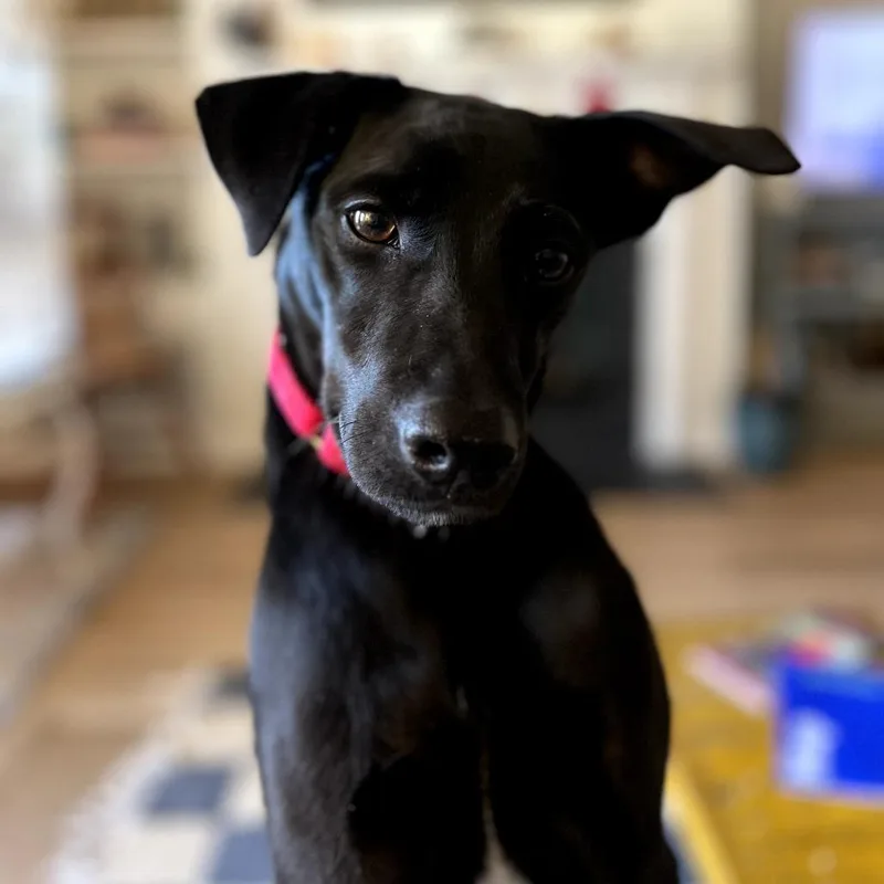 An adult medium-sized male Black Black Labrador Retriever dog named Ben for adoption in Alexandria, VA