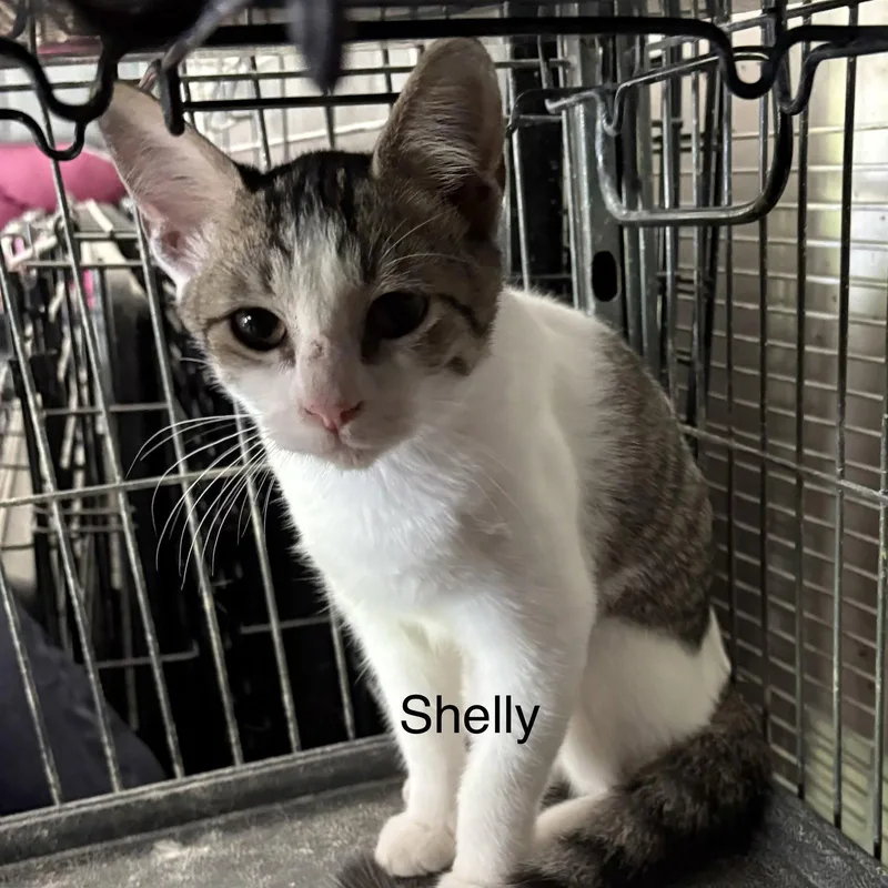 Shelly