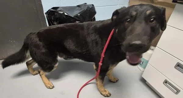 A young large-sized male German Shepherd Dog dog named Pen  Edison for adoption in Lawrenceville, GA