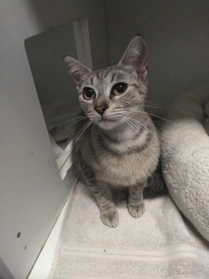 A young small-sized female Domestic Short Hair cat named Chameleon for adoption in Palm Coast, FL