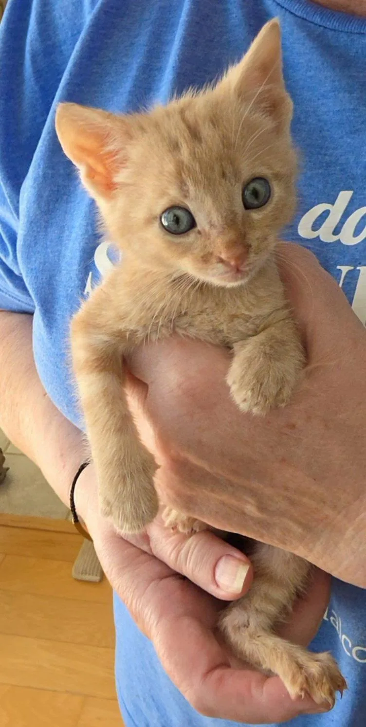 A baby medium-sized male Orange & White Tabby cat named Kansas for adoption in Magnolia Springs, AL