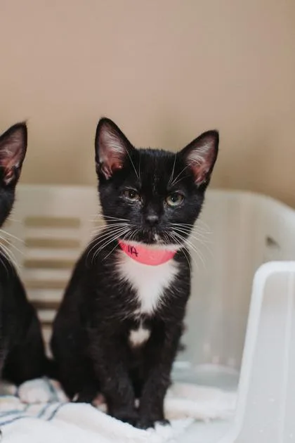 A baby small-sized female Domestic Short Hair cat named a Mocha Petco West for adoption in North Charleston, SC