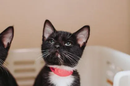 a Mocha Petco West thumbnail 2