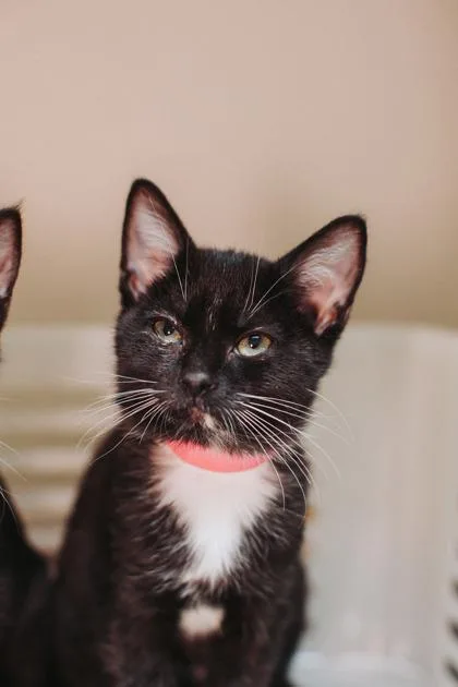 a Mocha Petco West thumbnail 3