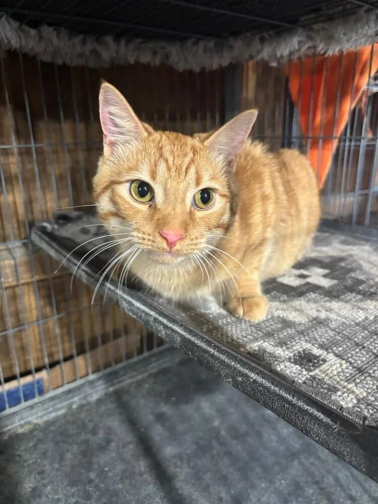 An adult small-sized male Tabby (Orange / Red) Domestic Short Hair cat named Butterball for adoption in Mooresville, NC