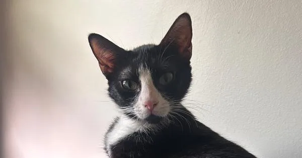 An adult large-sized female Black & White / Tuxedo Domestic Short Hair cat named Marie for adoption in Greensboro, NC