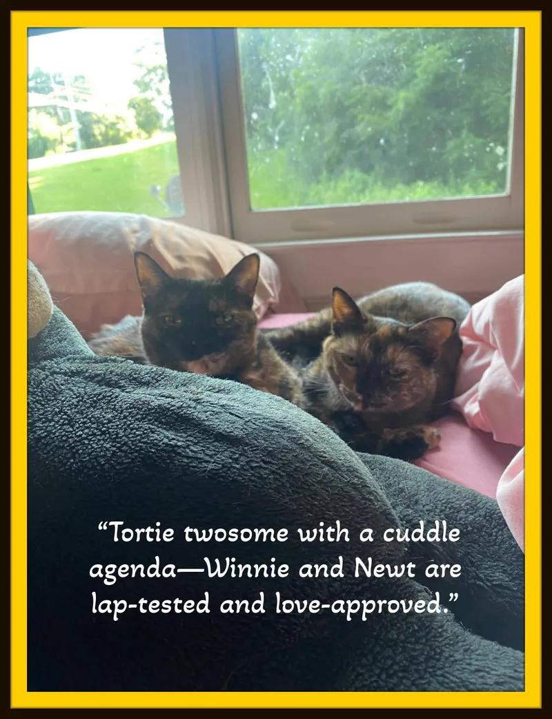 “tortie Twosome With A