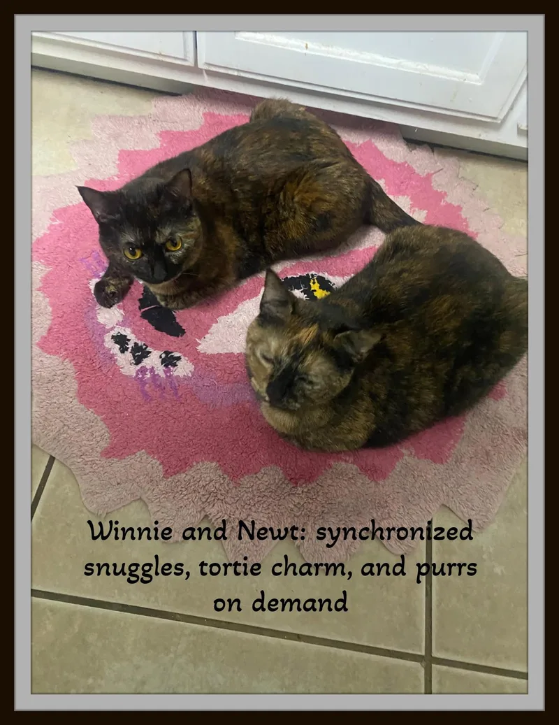 “tortie Twosome With A thumbnail 2
