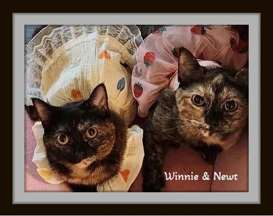 “tortie Twosome With A thumbnail 3