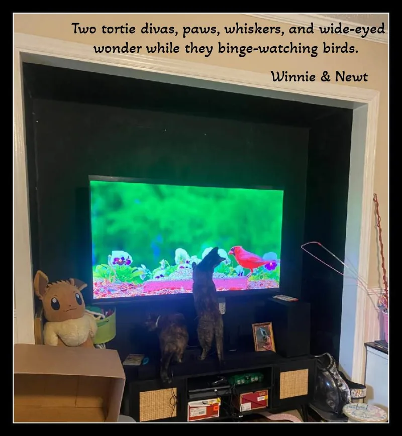 “tortie Twosome With A thumbnail 4