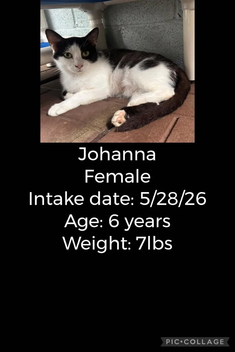An adult medium-sized female Black & White / Tuxedo Domestic Short Hair cat named Johanna for adoption in Staffordsville, KY