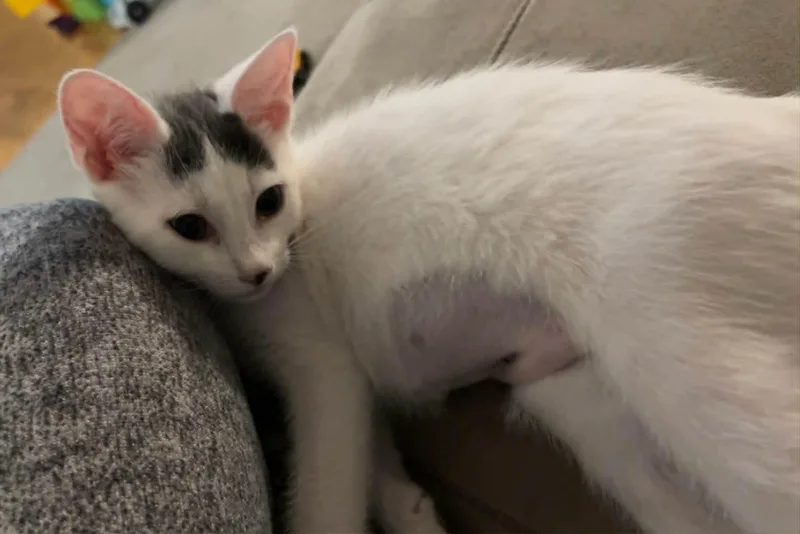 A baby medium-sized female White Domestic Short Hair cat named Nilah for adoption in Wading River, NY
