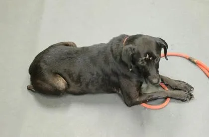 An adult medium-sized female Labrador Retriever dog named Lucy for adoption in Picayune, MS