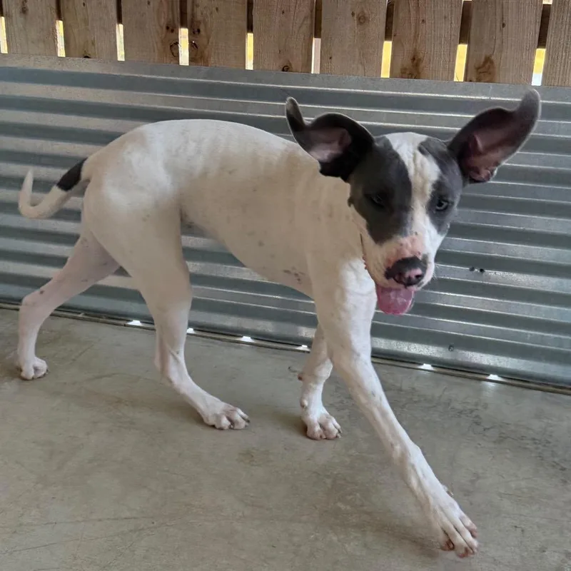 A young large-sized female Great Dane dog named Luna for adoption in Floresville, TX