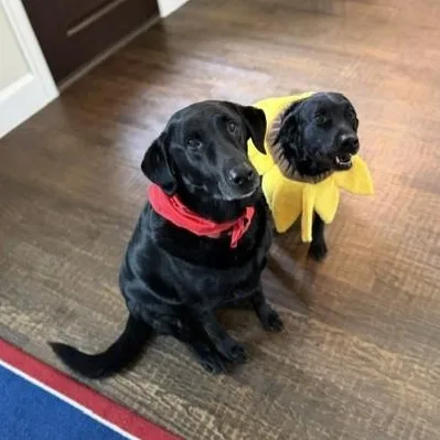 An adult medium-sized female Black Black Labrador Retriever dog named Mulligan And  Jenna for adoption in Trophy Club, TX