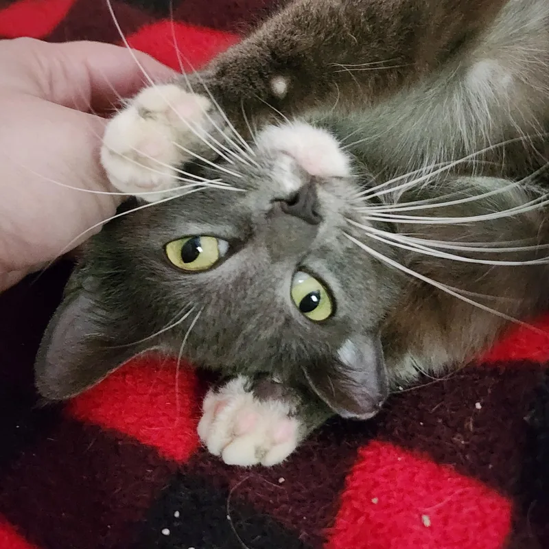 An adult medium-sized female Gray & White Domestic Short Hair cat named Sissy for adoption in Hickory, NC