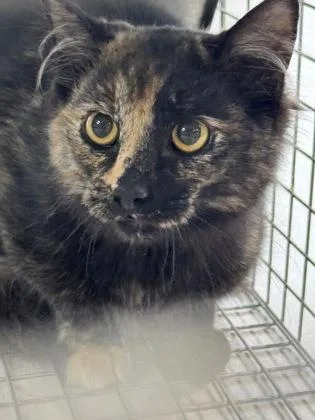 An adult medium-sized female Domestic Short Hair cat named Elvira for adoption in Missoula, MT