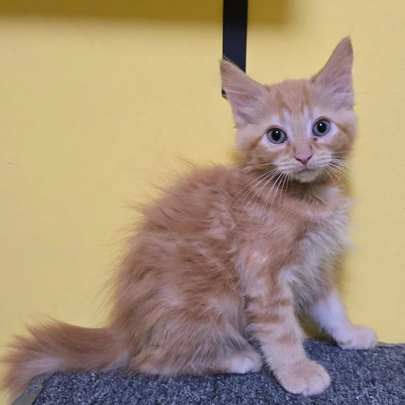 Milkweed thumbnail 2